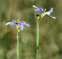 Sisyrinchium halophilum