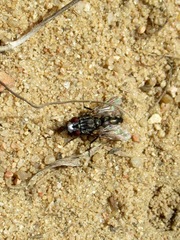 Metopia argyrocephala