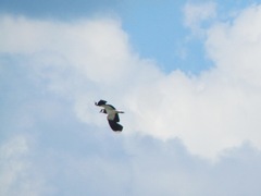 Vanellus vanellus