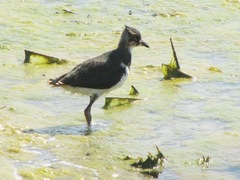 Vanellus vanellus
