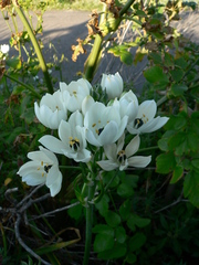 Ornithogalum arabicum
