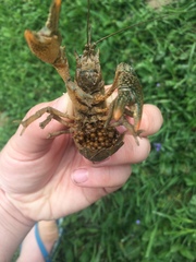 Lacunicambarus thomai