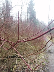Cornus alba