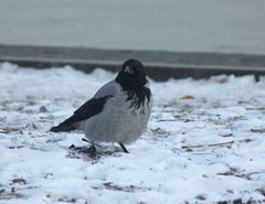 Corvus cornix