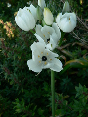 Ornithogalum arabicum