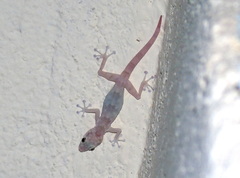 Ptyodactylus hasselquistii
