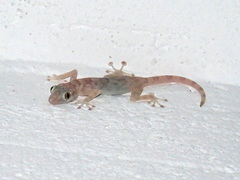 Ptyodactylus hasselquistii