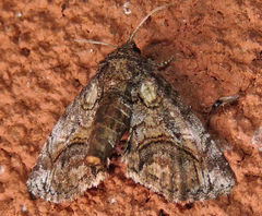 Paectes pygmaea