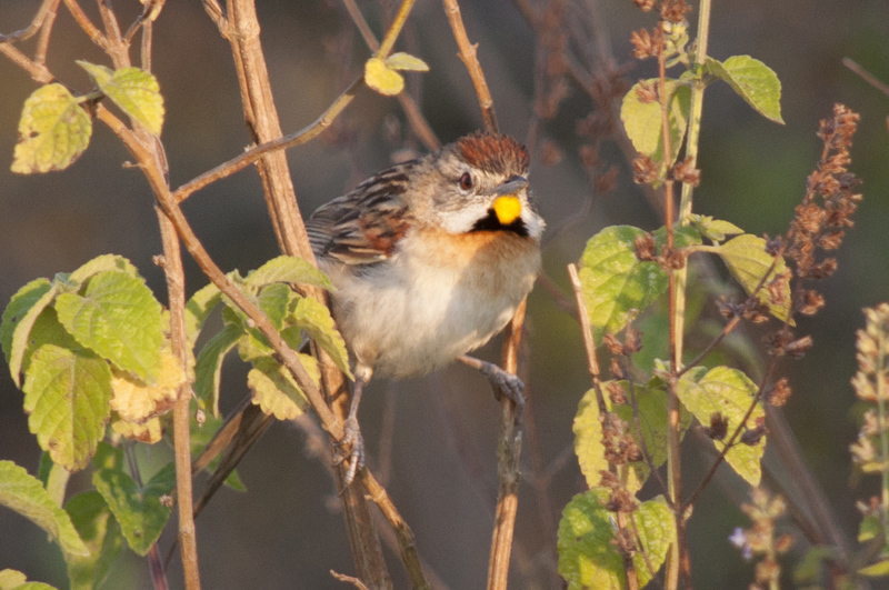 Chotoy Spinetail photo