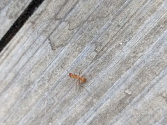 Formicidae