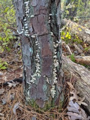 Fungi