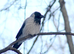 Corvus cornix