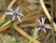 Sisyrinchium funereum