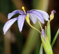 Sisyrinchium funereum