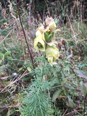 Aconitum anthora