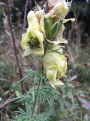 Aconitum anthora