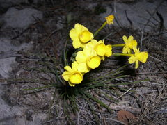 Narcissus flavus