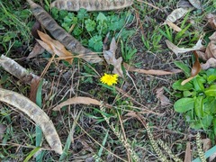 Taraxacum officinale