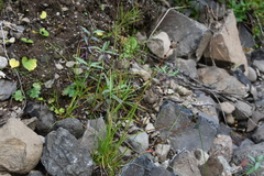 Luzula multiflora sibirica