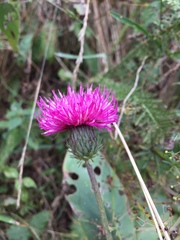 Cirsium tuberosum