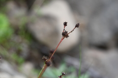 Luzula multiflora sibirica
