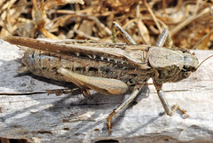 Platycleis albopunctata