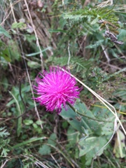 Cirsium tuberosum