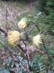 Cirsium erisithales