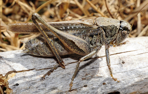 Grey Bush-cricket, photo 2 of 10