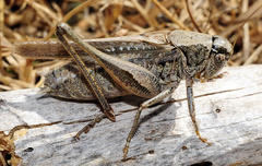 Platycleis albopunctata