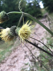 Cirsium erisithales