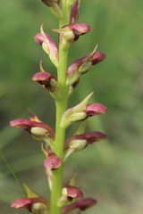 Disa brevicornis