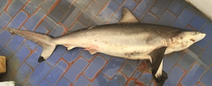 Carcharhinus sorrah