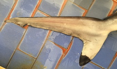 Carcharhinus sorrah