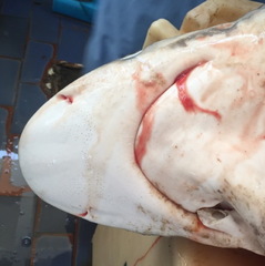 Carcharhinus sorrah