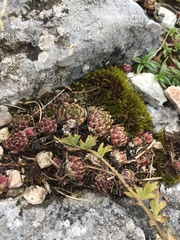 Sempervivum