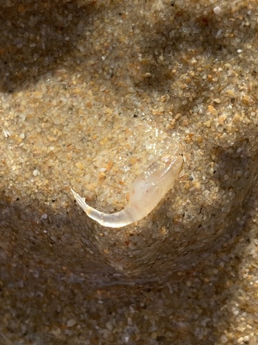 Gastrosaccus