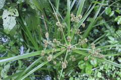 Cyperus solidus