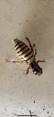 Ammopelmatus pictus