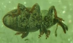 Tychius picirostris