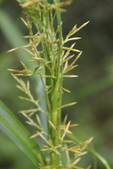 Carex multispiculata