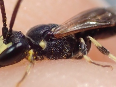 Hylaeus pectoralis