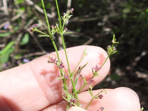 Image of Galium wrightii by (c) Sam Kieschnick, some rights reserved (CC BY)