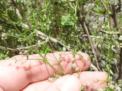 Galium wrightii