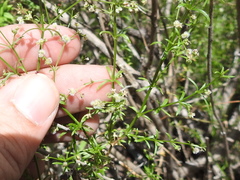 Galium wrightii