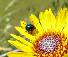 Spintherophyta semiaurata