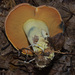 Boletus subluridellus - Photo (c) Suzanne Cadwell,  זכויות יוצרים חלקיות (CC BY-NC), הועלה על ידי Suzanne Cadwell