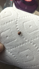 Harmonia axyridis