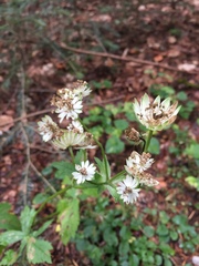 Astrantia major major
