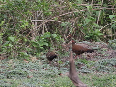 Galloperdix spadicea
